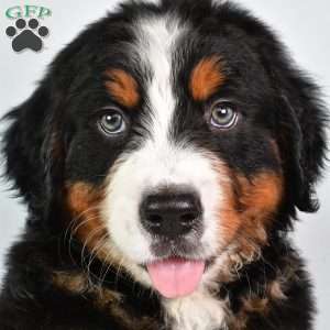 Cody, Bernese Mountain Dog Puppy