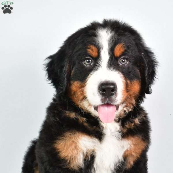 Cody, Bernese Mountain Dog Puppy