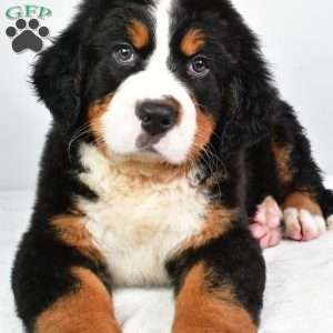 Chase, Bernese Mountain Dog Puppy