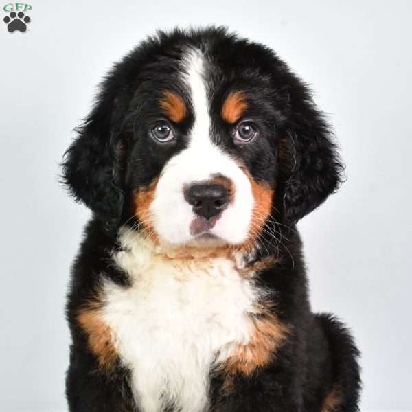 Chase, Bernese Mountain Dog Puppy