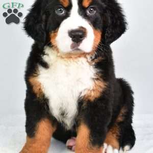 Chase, Bernese Mountain Dog Puppy