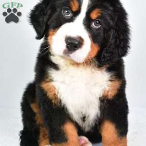 Chase, Bernese Mountain Dog Puppy