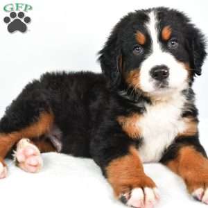 Cooper, Bernese Mountain Dog Puppy