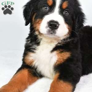Cooper, Bernese Mountain Dog Puppy