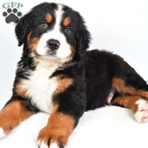 Cooper, Bernese Mountain Dog Puppy