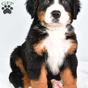 Cooper, Bernese Mountain Dog Puppy