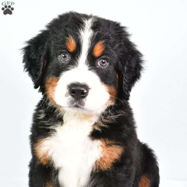 Cooper, Bernese Mountain Dog Puppy