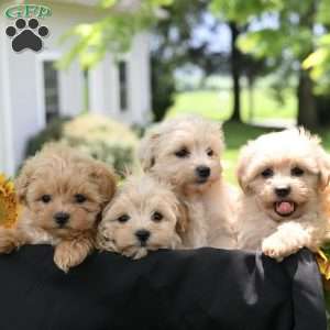 Marshal, Maltipoo Puppy