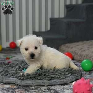 Bandit, West Highland Terrier Puppy