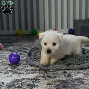 Bandit, West Highland Terrier Puppy