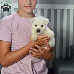 Bandit, West Highland Terrier Puppy