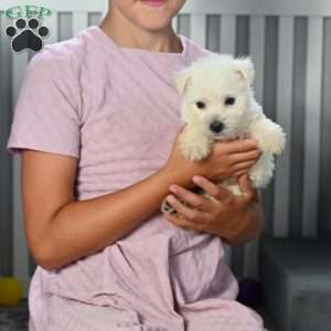 Bandit, West Highland Terrier Puppy