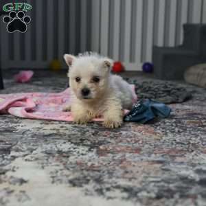 Mindy, West Highland Terrier Puppy