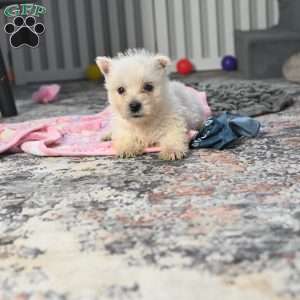 Mindy, West Highland Terrier Puppy