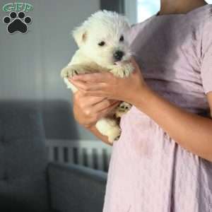 Mindy, West Highland Terrier Puppy