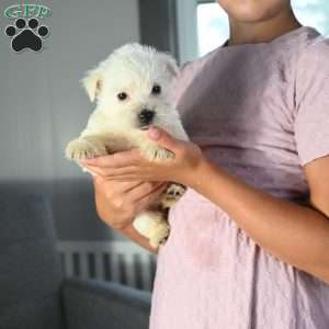 Mindy, West Highland Terrier Puppy