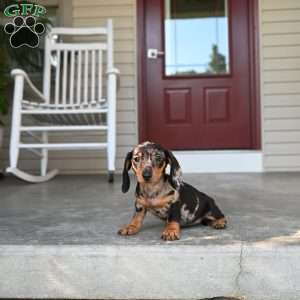 Shela, Dachshund Puppy