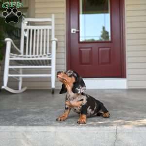 Shela, Dachshund Puppy