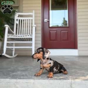 Shela, Dachshund Puppy