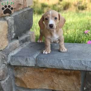 Isabella, Dachshund Puppy