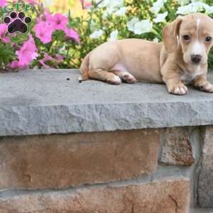 Isabella, Dachshund Puppy