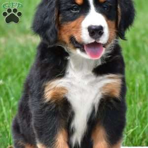 Diesel, Bernese Mountain Dog Puppy
