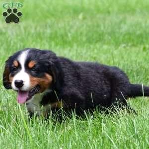 Diesel, Bernese Mountain Dog Puppy