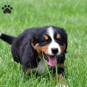 Diesel, Bernese Mountain Dog Puppy