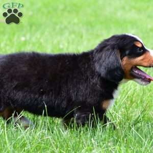 Diesel, Bernese Mountain Dog Puppy