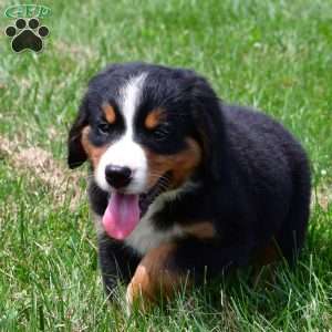 Diesel, Bernese Mountain Dog Puppy