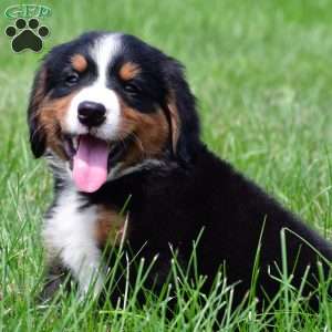 Diesel, Bernese Mountain Dog Puppy