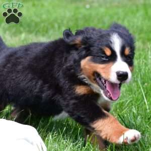 Diesel, Bernese Mountain Dog Puppy