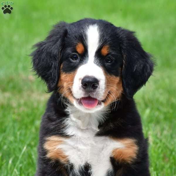 Xena, Bernese Mountain Dog Puppy