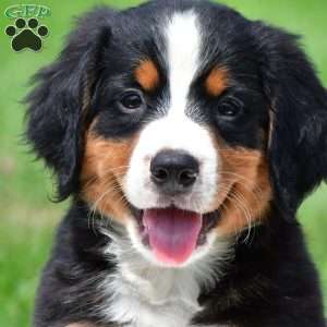 Xena, Bernese Mountain Dog Puppy