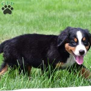 Xena, Bernese Mountain Dog Puppy