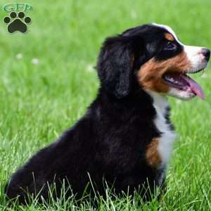 Xena, Bernese Mountain Dog Puppy