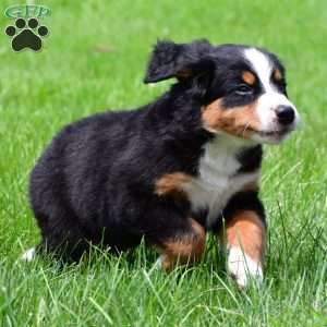 Xena, Bernese Mountain Dog Puppy