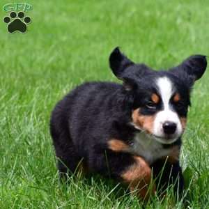 Xena, Bernese Mountain Dog Puppy