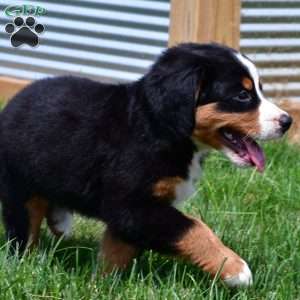 Xena, Bernese Mountain Dog Puppy