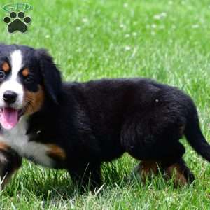 Xena, Bernese Mountain Dog Puppy