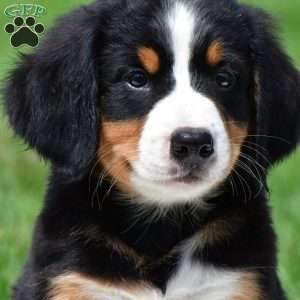 Sage, Bernese Mountain Dog Puppy