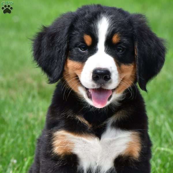 Sage, Bernese Mountain Dog Puppy