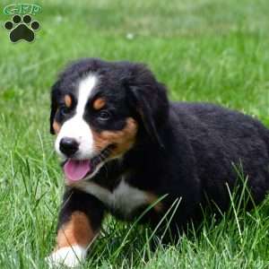 Sage, Bernese Mountain Dog Puppy