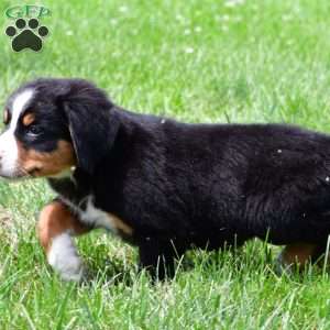 Sage, Bernese Mountain Dog Puppy
