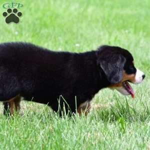 Sage, Bernese Mountain Dog Puppy