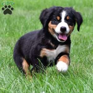 Sage, Bernese Mountain Dog Puppy