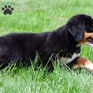 Sage, Bernese Mountain Dog Puppy