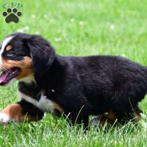 Sage, Bernese Mountain Dog Puppy