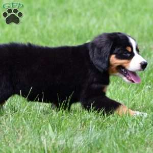 Sage, Bernese Mountain Dog Puppy