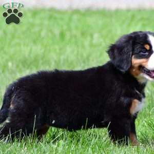 Sage, Bernese Mountain Dog Puppy
